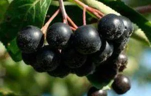 Fructele de Aronia, o reala sursa de sanatate