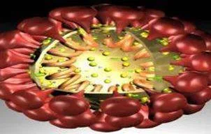 Coronavirus: un nou virus mortal ce se poate transmite de la om la om