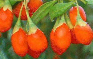 Fructul Goji si fertilitatea