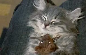 Ţi se TOPEŞTE INIMA! 15 ANIMALE NEDESPĂRŢITE de JUCĂRIILE lor