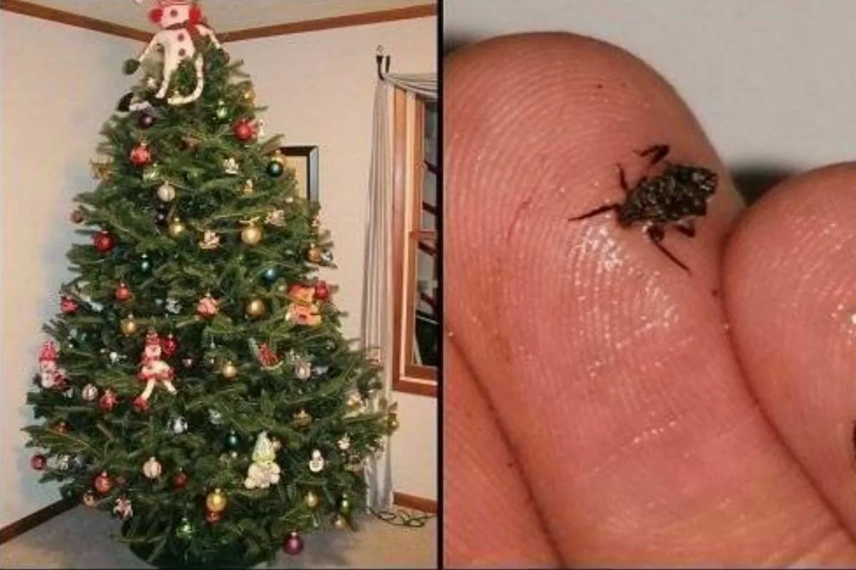 Bradul tau de Craciun este plin de insecte. Afla de ce si la ce pericol te expui