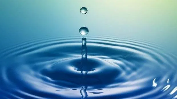 5 calitati ale apei care te mentin sanatos