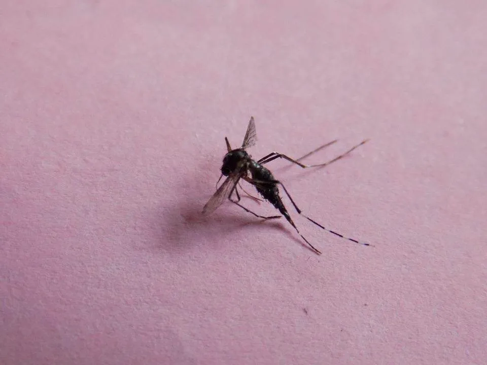 Scapa de tantari pe cale naturala, fara a apela la insecticidele toxice