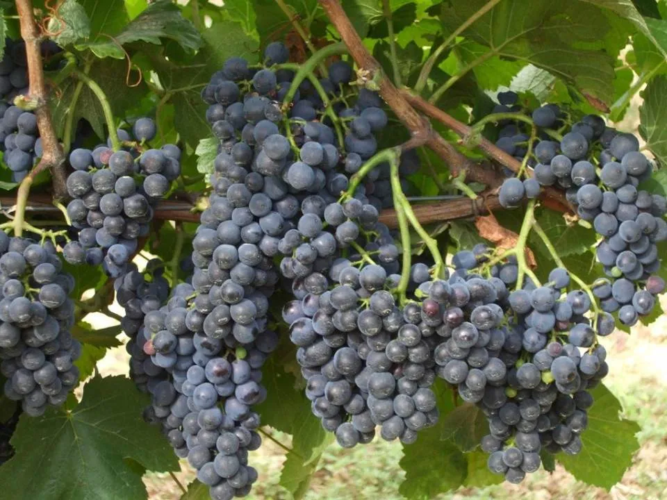 Detoxifierea de toamna cu struguri! Cea mai simpla si ieftina cura de revitalizare
