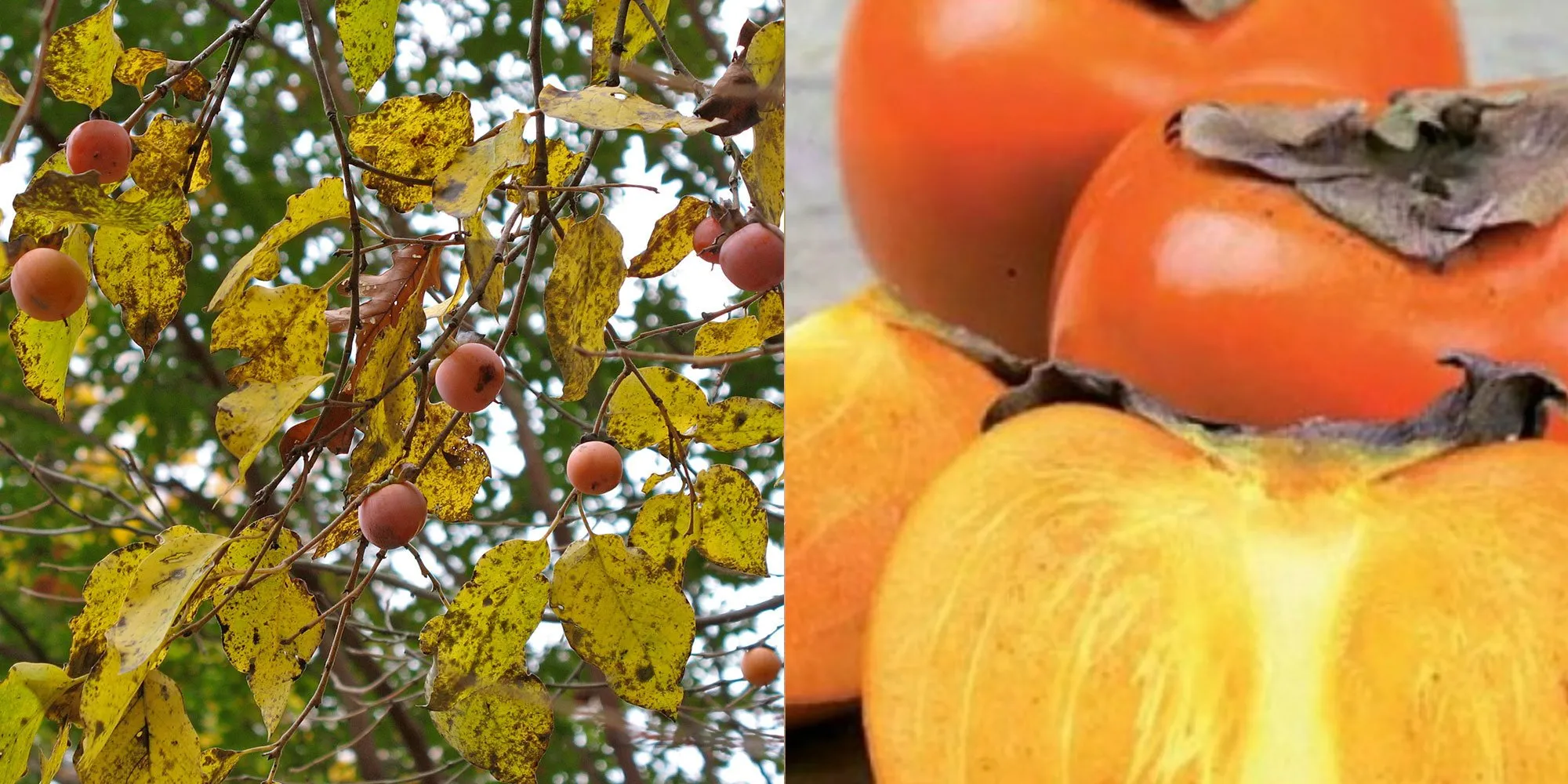 Ce este, de fapt, fructul Kaki si cat de bun este pentru organism! Adevarul despre el