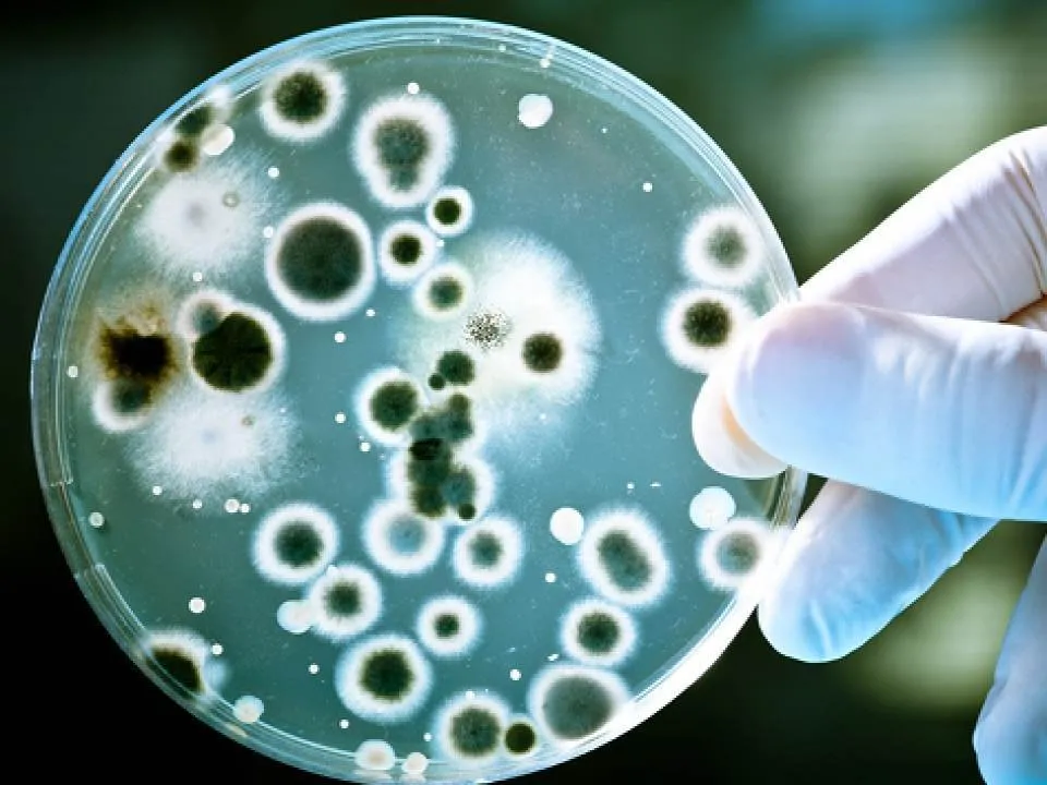 Alimente care previn aparitia infectiei cu Candida! Invata ce sa mananci