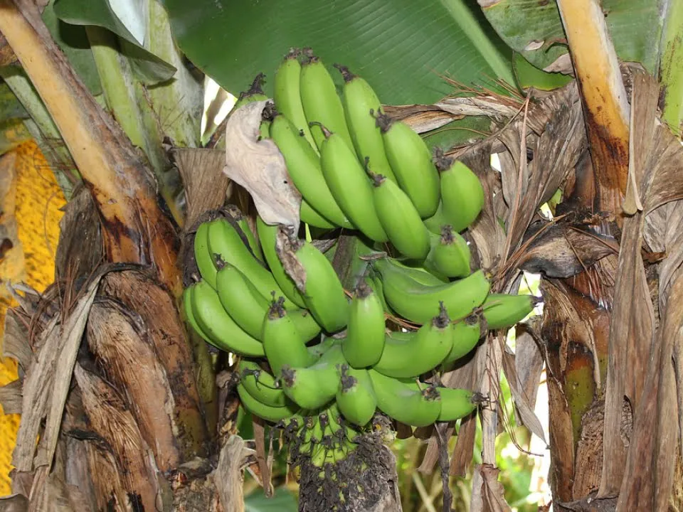 Dieta cu banane verzi, secretul unui trup perfect! Slabeste patru kilograme, in doar cateva zile