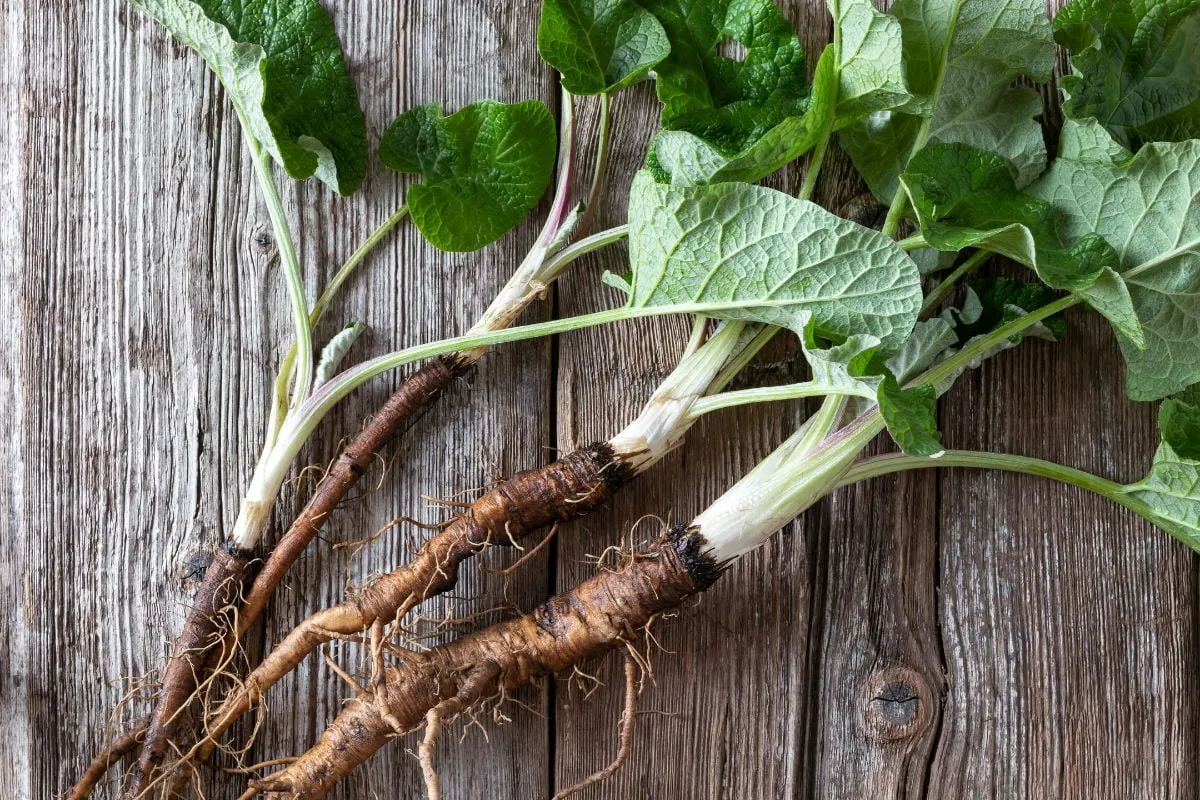 Planta pe care românii o aruncă, dar care este aur curat pentru sănătate! Era folosită de pe vremea dacilor ca leac