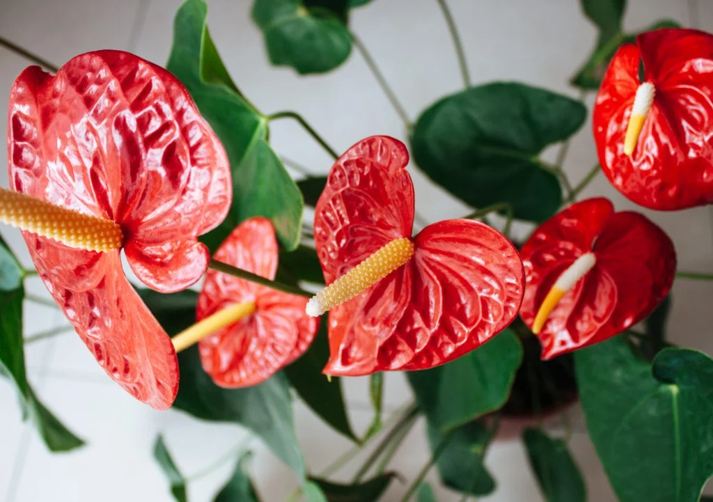 Anthurium sau floarea Flamingo – Cum îngrijești floarea de apartament Flamingo