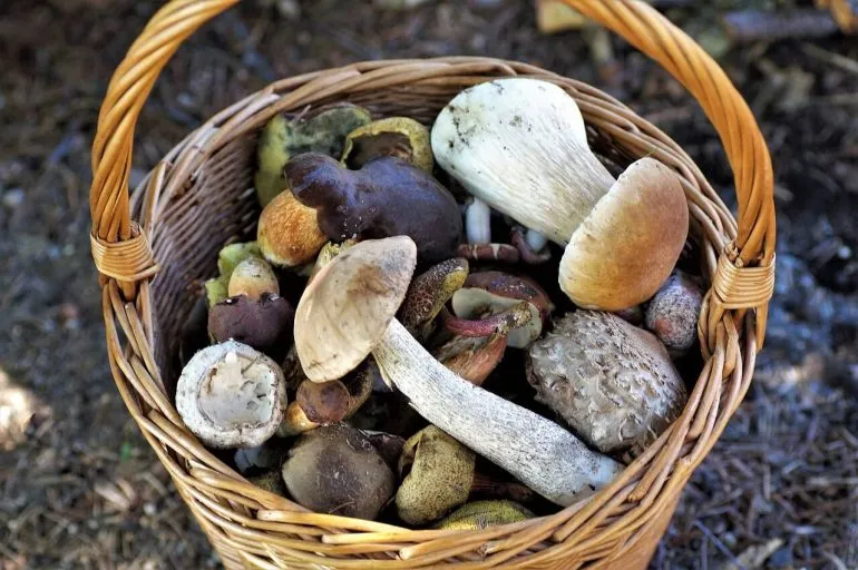 Ciupercile de pădure. Sfaturi si reguli