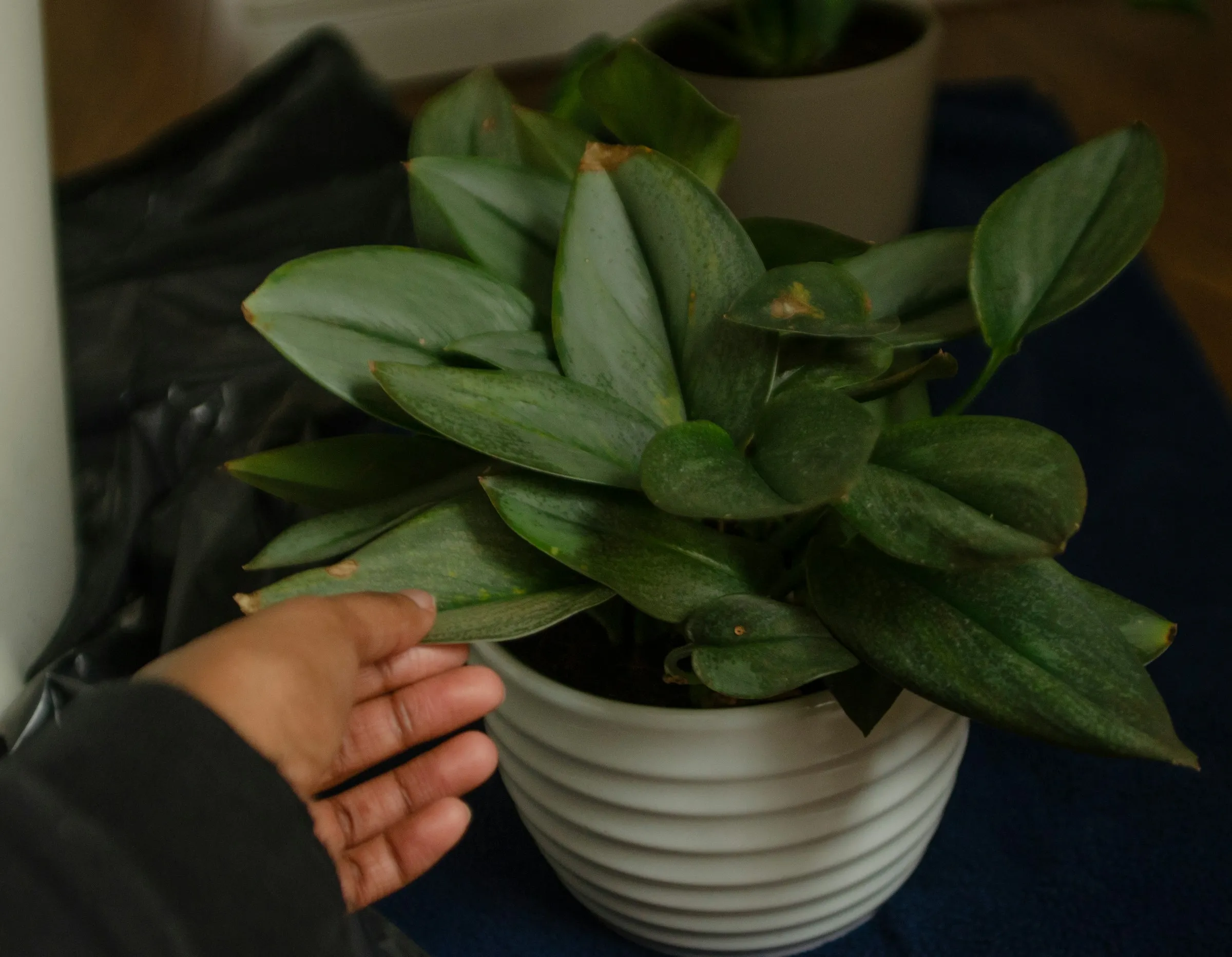 Planta banală care ne poate răcori camerele pe timp de vară! Poate să purifice aerul