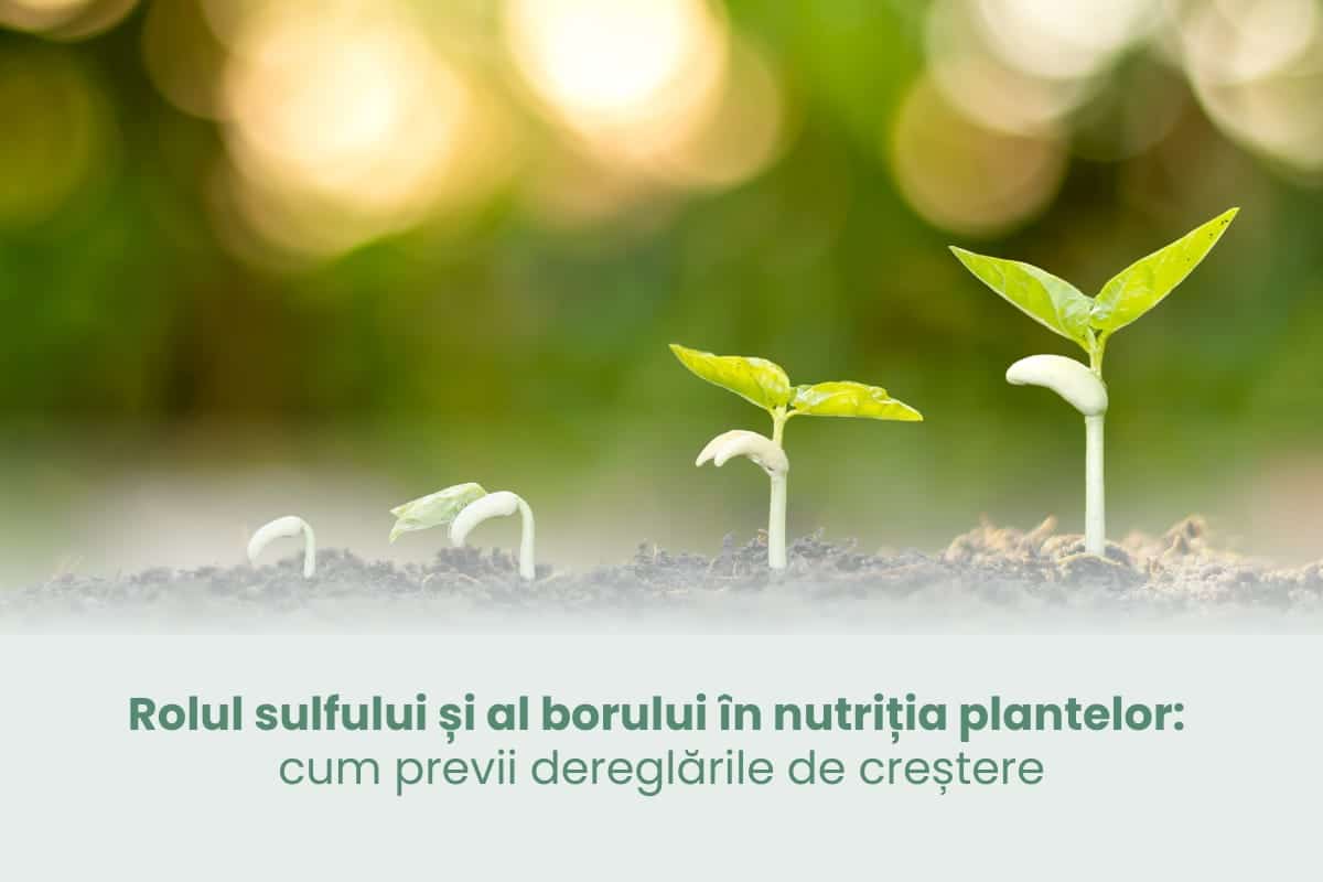 Contribuția sulfului și borului în alimentația plantelor: strategiile pentru evitarea dezechilibrelor în dezvoltare – Financiarul