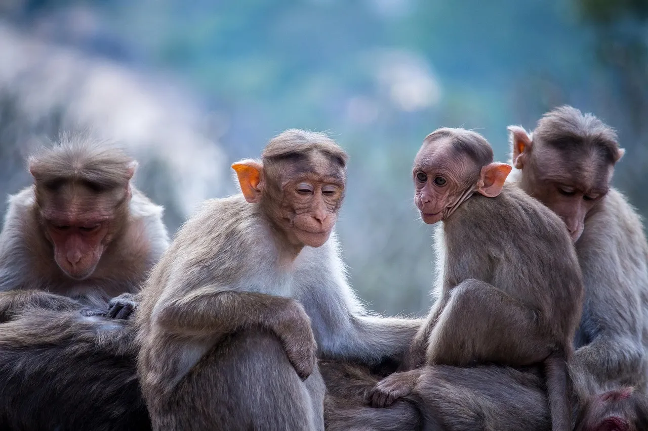 Sexul homosexual la primate, o soluție la stresul social? Un studiu surprinzător