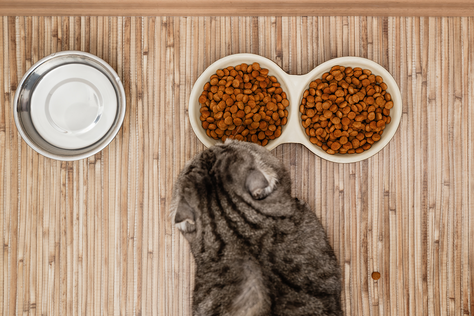 Hrana uscată pentru pisici: mituri, adevăruri și cum eviți alegerile greșite