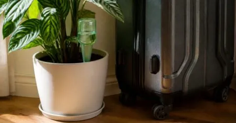 Plantele de apartament pot rezista între o săptămână și două cu pregătire minimă